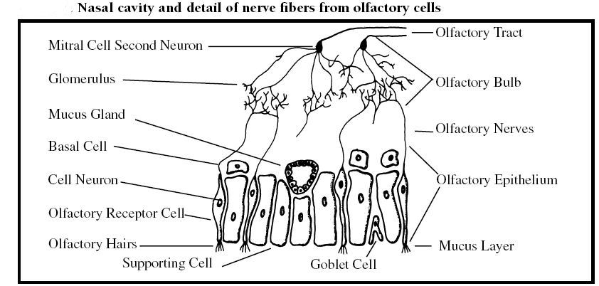 Odors from organic gases may danage your sense of smell permanetly.